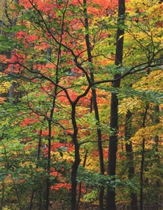 Image description is not available for 2014.002